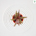 Earth Star Cryptanthus - Top