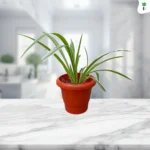 Spider Plant