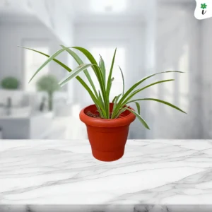 Spider plant - Front