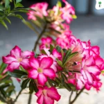 Premium Adenium Potting Mix (In Kg)