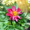 Dahlia Flower Plant Pink