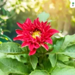 Dahlia Plant (Red)