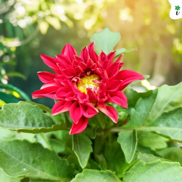 Dahlia Flower Plant Red