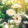 Gerbera Plant White