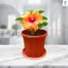 Hibiscus Plant Orange