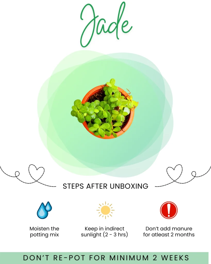 Jade Care Guide 1