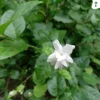 Mogra Plant White