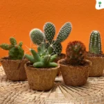 Premium Succulent Potting Mix (In Kg)