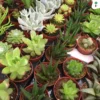 Premium Succulent Potting Mix - 3