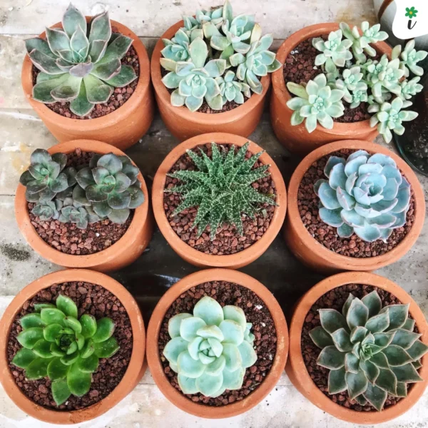 Premium Succulent Potting Mix - 4