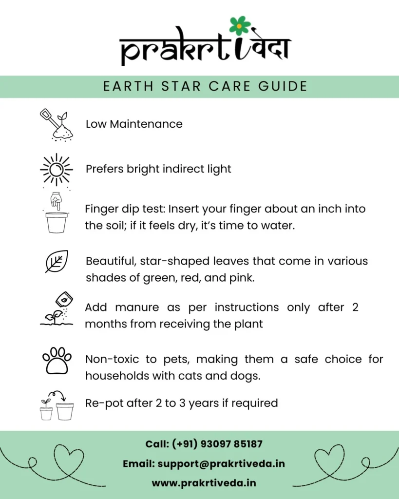 Earth Star Plant Care Back