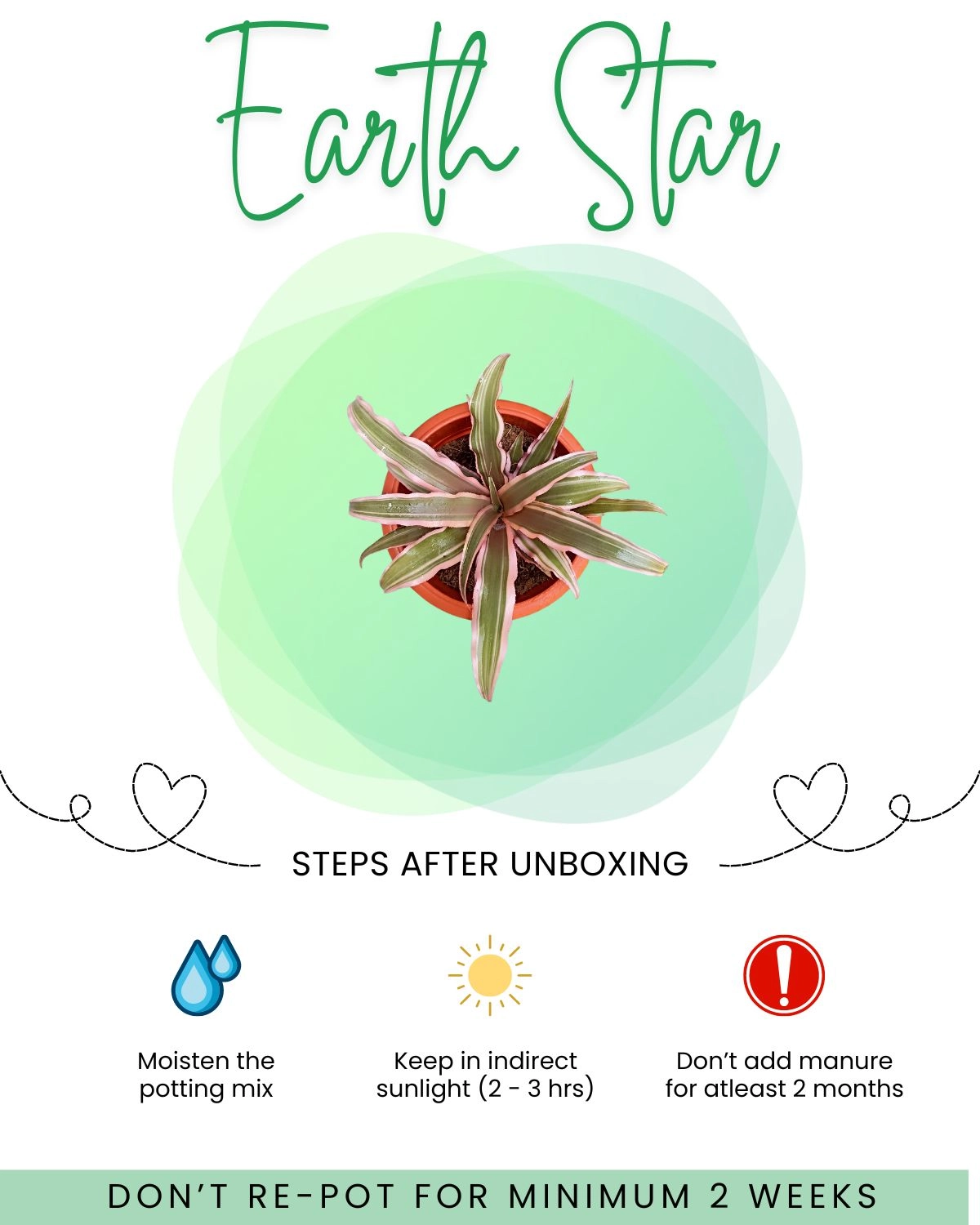 Earth Star Plant Care Front