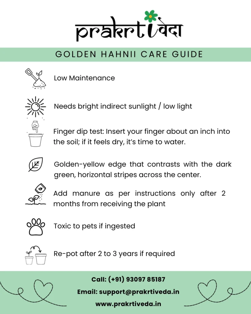 Golden Hahnii Care Guide Back