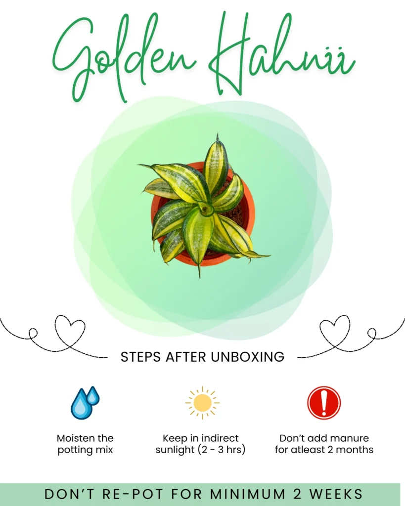 Golden Hahnii Care Guide Front