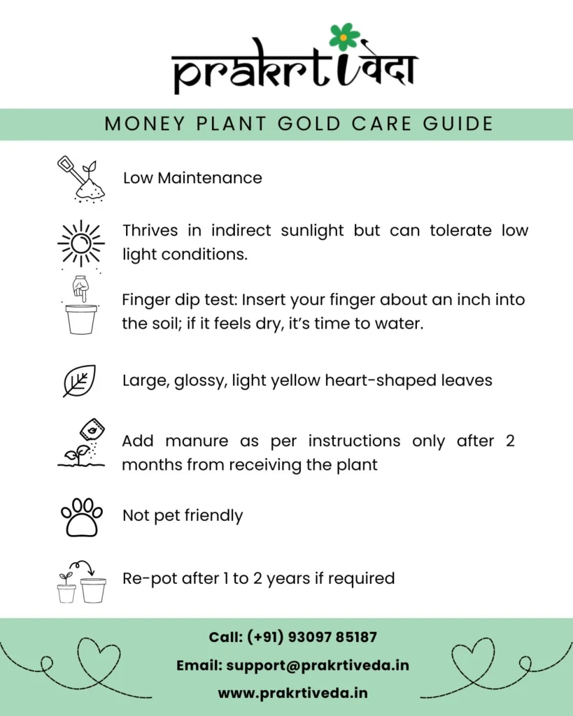 Money Plant Gold Back