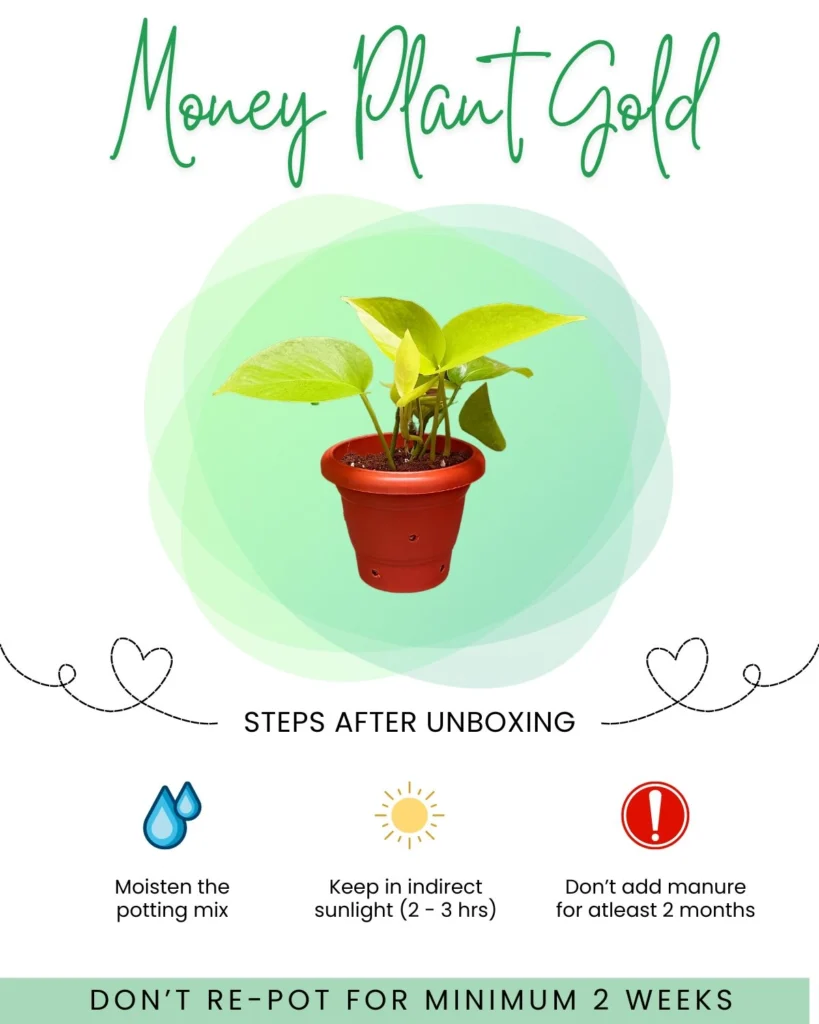 Money Plant Gold Front