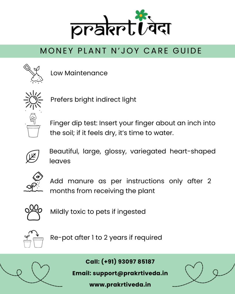 Money Plant N'Joy Care Back