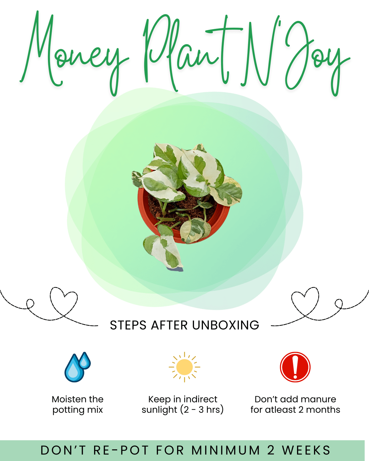 Money Plant N'Joy Care Front