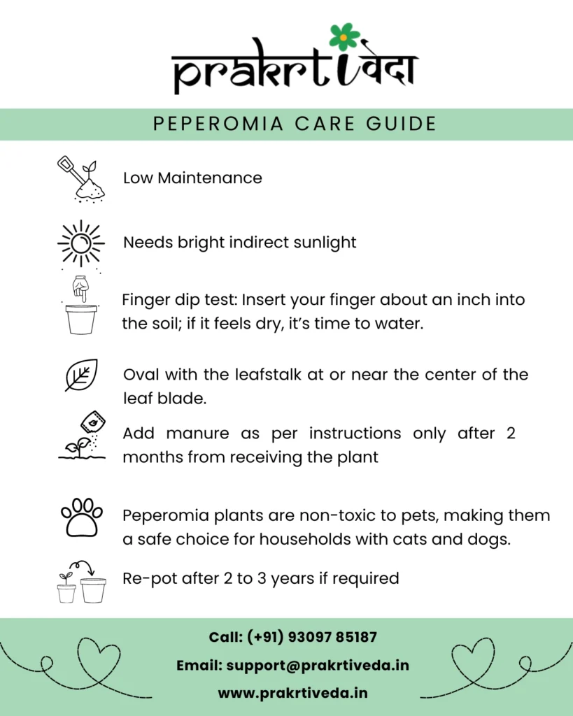 Peperomia Care Guide Back