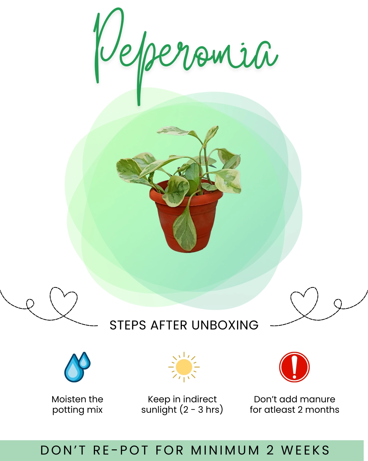 Peperomia Care Guide Front