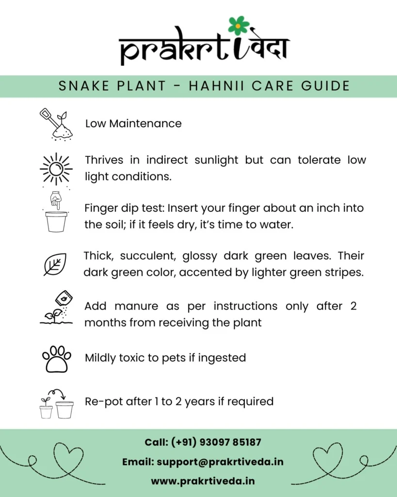 Snake Plant - Hahnii Back