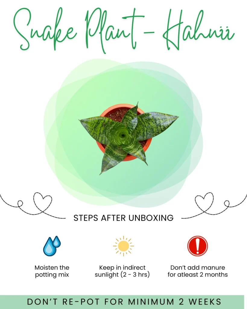 Snake Plant - Hahnii Front