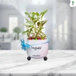 Table Top Gift Planter | Congrats