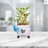 Table Top Gift Planter - Thank You - Money Plant N'Joy