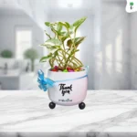 Table Top Gift Planter - Thank You - Money Plant N'Joy