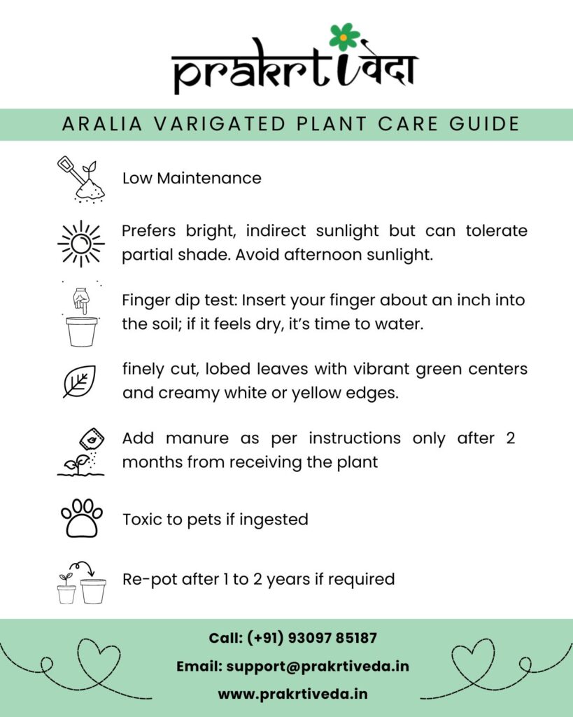 Aralia Varigated Plant Back