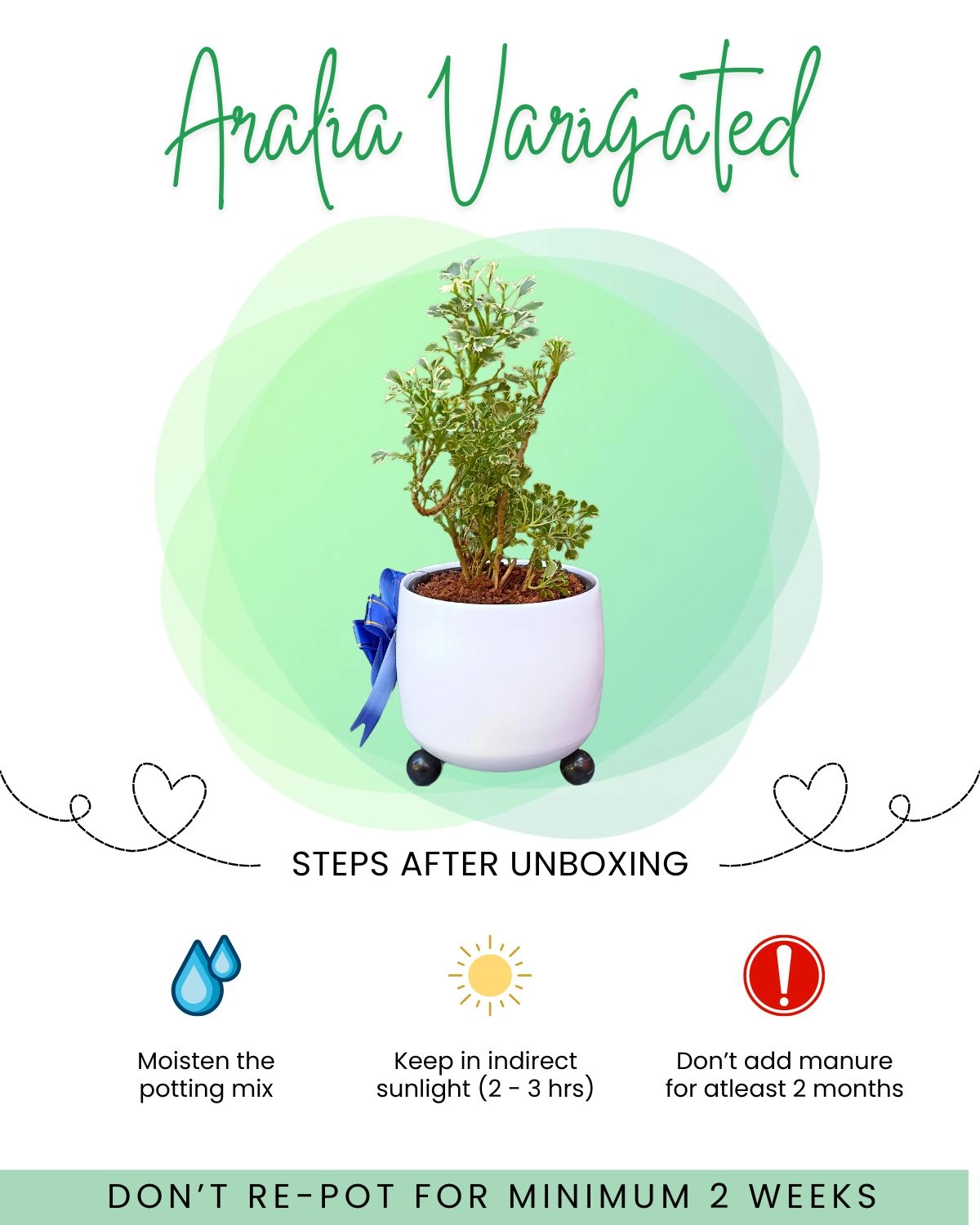 Aralia Varigated Plant Front