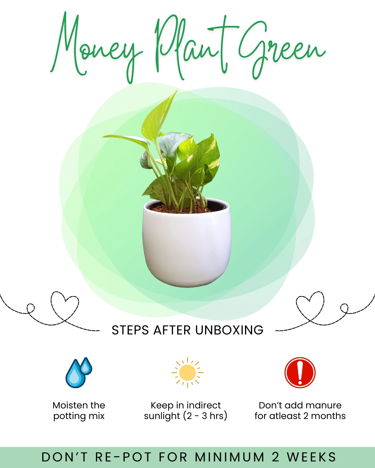 Money Plant Green Front