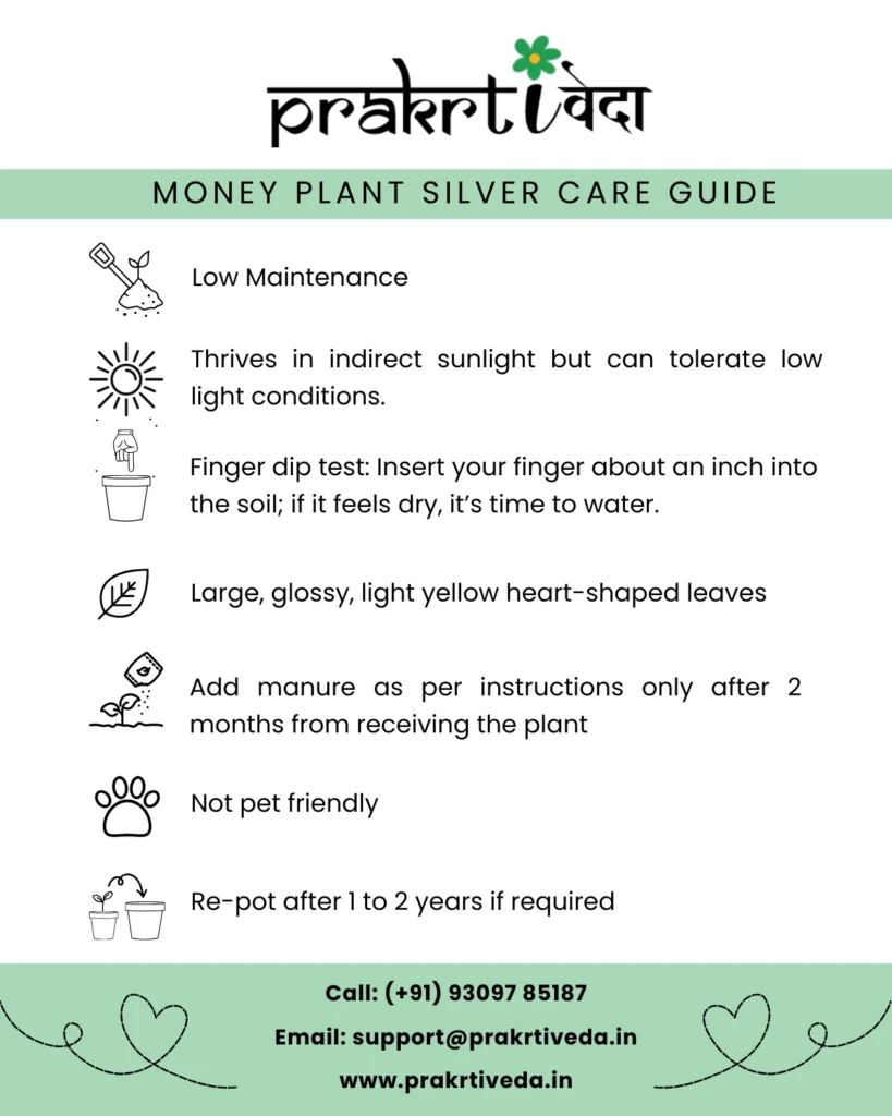 Money Plant Silver Back