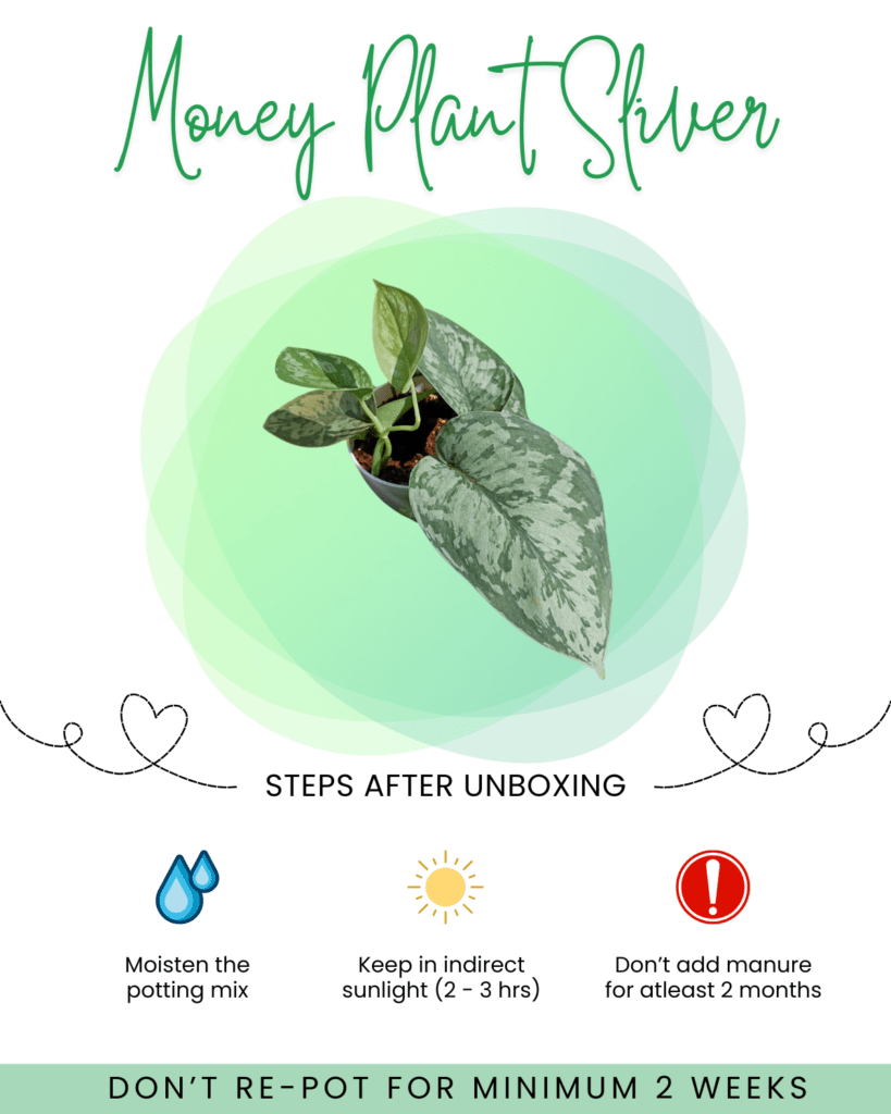 Money Plant Silver