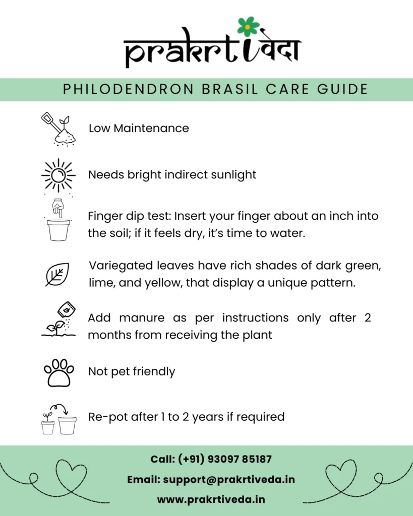 Philodendron Brasil Back