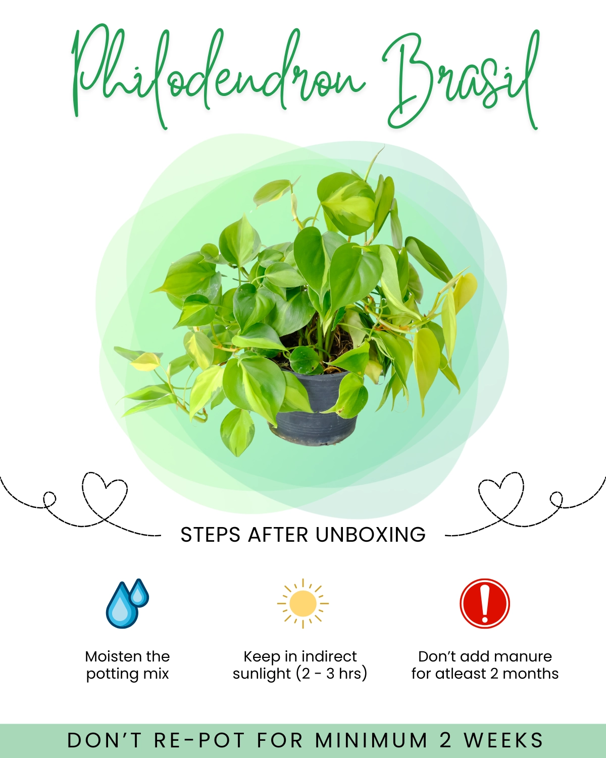 Philodendron Brasil Front