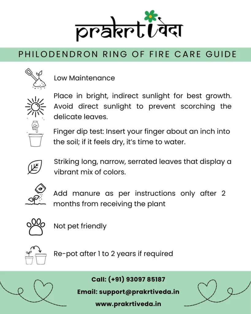 Philodendron Ring of Fire Back