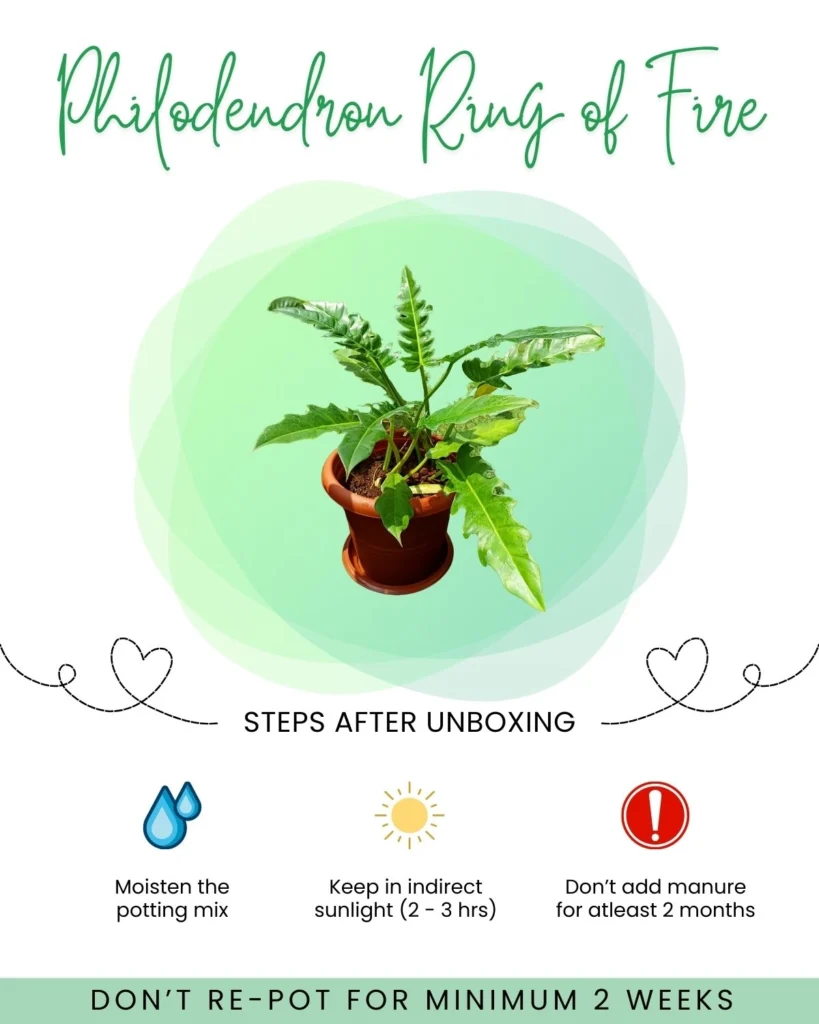 Philodendron Ring of Fire Front