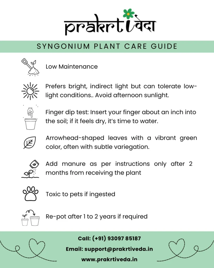 Syngonium Plant Back