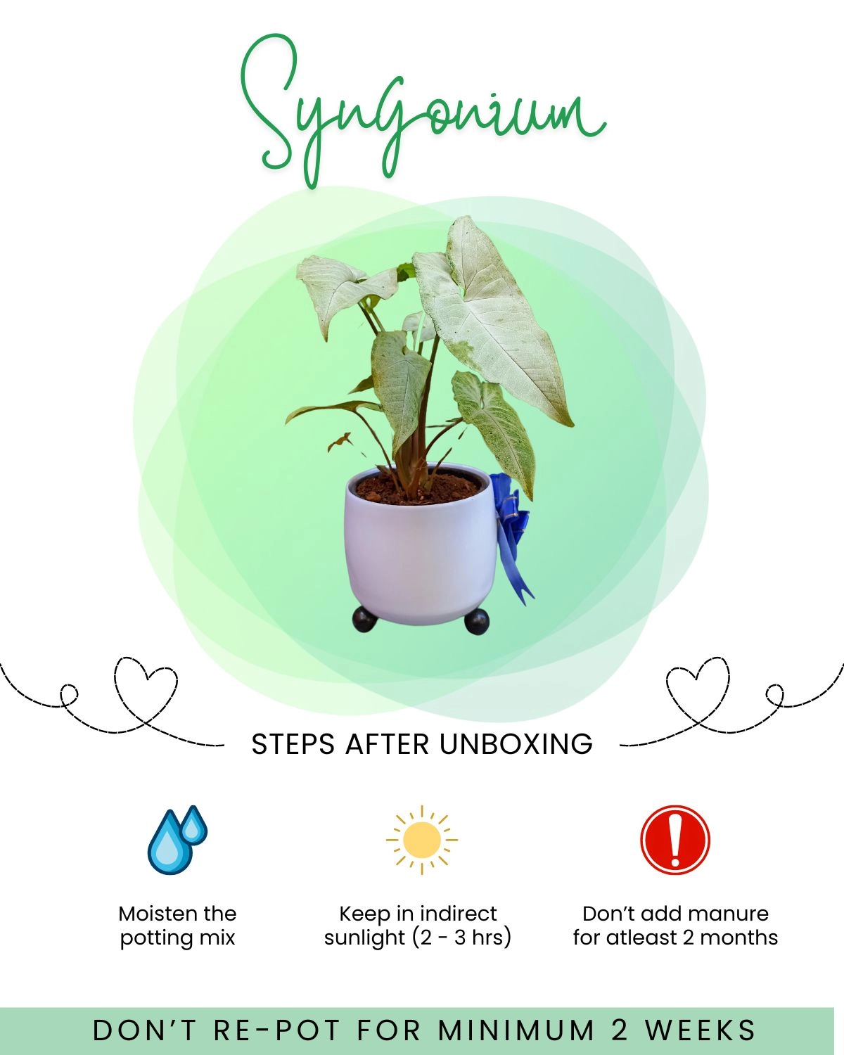 Syngonium Plant Front