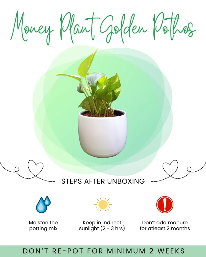 Money Plant Golden Pothos