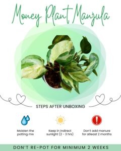 Money Plant Manjula Front