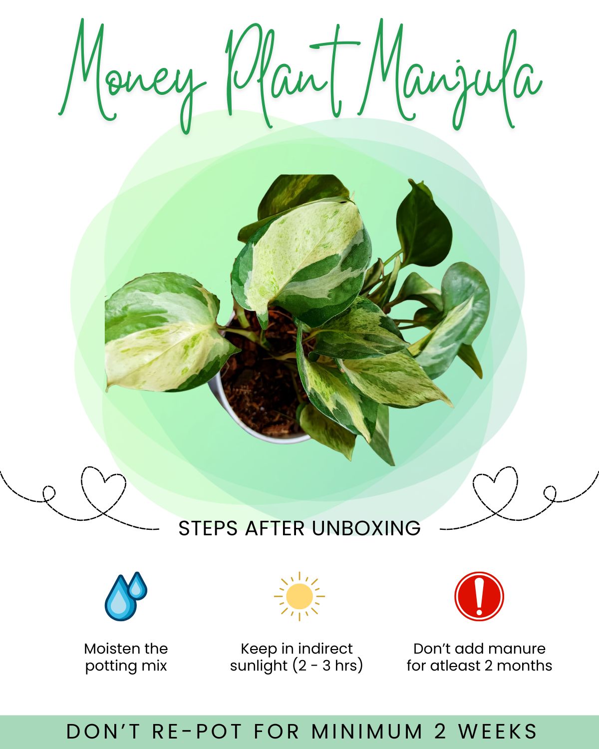 Money Plant Manjula Front