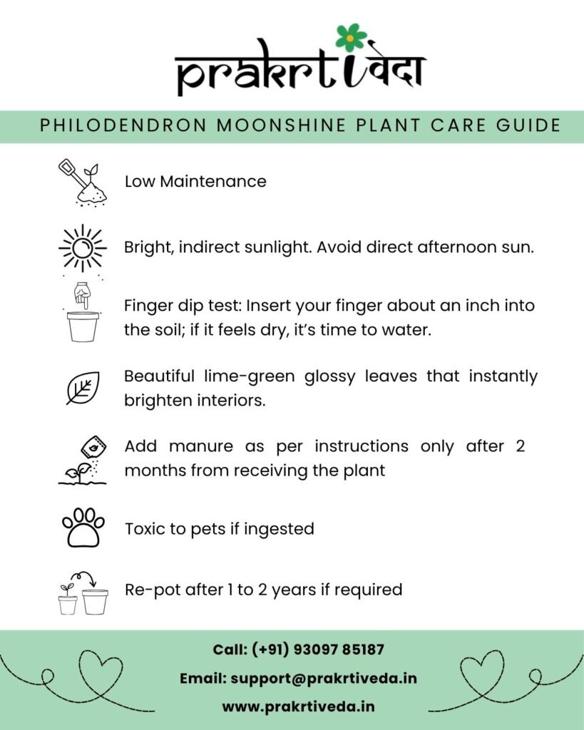 Philodendron Moonshine Back