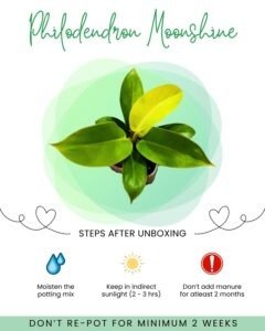 Philodendron Moonshine Front