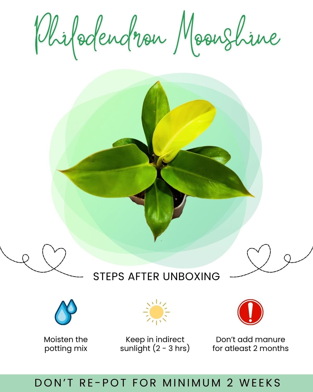 Philodendron Moonshine Front